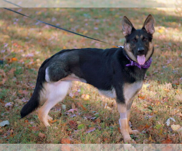 Medium Photo #3 German Shepherd Dog Puppy For Sale in Cookeville, TN, USA