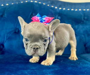 French Bulldog Puppy for sale in OAKLAND, CA, USA