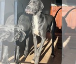 Small Photo #1 Great Dane Puppy For Sale in GAINESVILLE, GA, USA