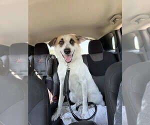 Great Pyrenees-Unknown Mix Dogs for adoption in Vail, AZ, USA