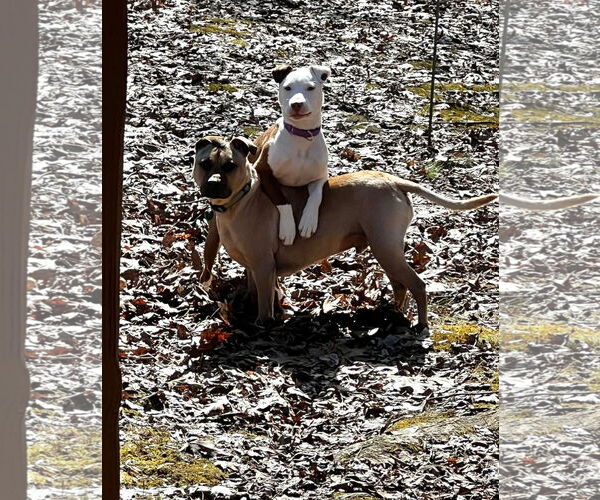 Medium Photo #2 American Pit Bull Terrier-Unknown Mix Puppy For Sale in Germantown, OH, USA