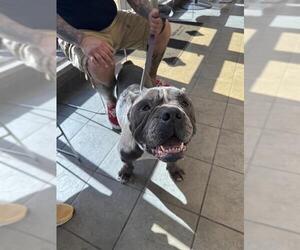 American Staffordshire Terrier Dogs for adoption in San Antonio, TX, USA