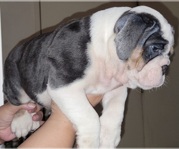 Medium Photo #3 Bulldog Puppy For Sale in REDONDO BEACH, CA, USA