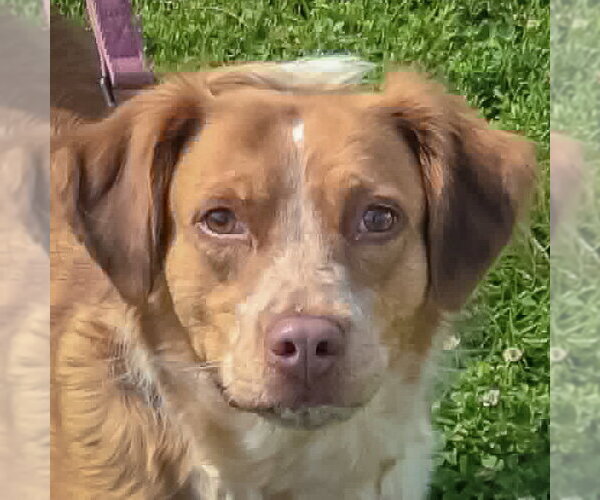 Medium Photo #1 Colonial Cocker Spaniel-Unknown Mix Puppy For Sale in Huntley, IL, USA
