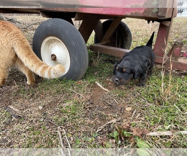 Medium Photo #8 Australian Shepherd-Goldendoodle Mix Puppy For Sale in WESTMINSTER, MD, USA