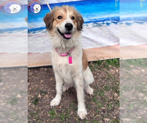 Medium Photo #5 Great Pyrenees Puppy For Sale in Spring, TX, USA