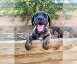 Puppy Sweet Girl Presa Canario-Rottweiler Mix