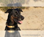 Small Doberman Pinscher-Labrador Retriever Mix