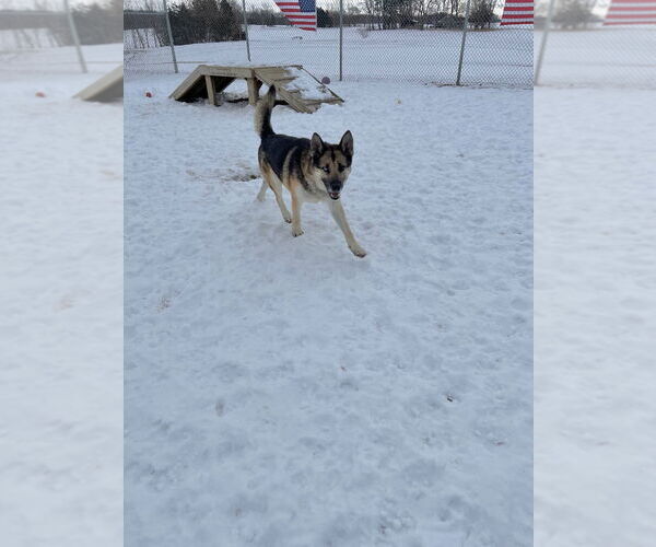 Medium Photo #2 Gerberian Shepsky Puppy For Sale in Pierceton , IN, USA
