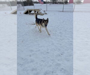 Atlas - Long Term Resident - Sponsored - Male Gerberian Shepsky Dog for Adoption - Photo #2