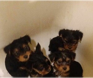 Pom-A-Poo-YorkiePoo Mix Puppy for sale in ODESSA, MO, USA