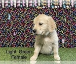 Small Photo #10 Golden Retriever Puppy For Sale in CORONA, CA, USA