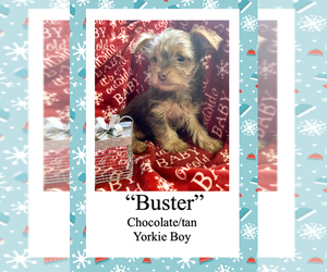 Yorkshire Terrier Puppy for sale in CHRISTIANA, TN, USA