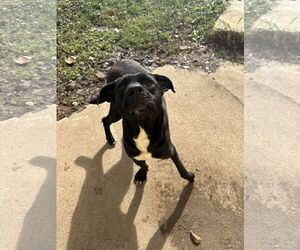 Mutt Dogs for adoption in Jackson, MS, USA