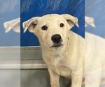 Small German Shepherd Dog Mix