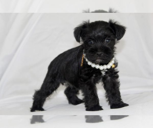 Medium Photo #4 Schnauzer (Miniature) Puppy For Sale in BROOKSVILLE, FL, USA