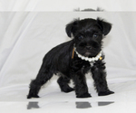 Small #3 Schnauzer (Miniature)