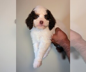 Medium Bernedoodle-Cavapoo (Miniature) Mix