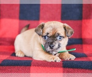Jug-Pug Mix Puppy for sale in LIBERTY, KY, USA
