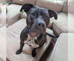 Small American Staffordshire Terrier Mix