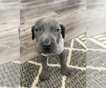 Small Photo #12 Weimaraner Puppy For Sale in BLAIR, WI, USA