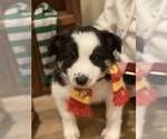Small Photo #3 Border Collie Puppy For Sale in GOSHEN, KY, USA