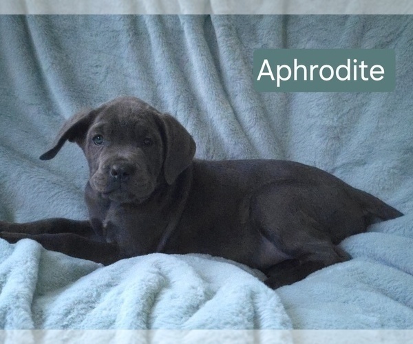 Medium Photo #7 Cane Corso Puppy For Sale in MINERAL WELLS, WV, USA