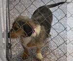 Small #4 Dachshund
