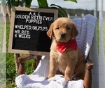 Small #7 Golden Retriever