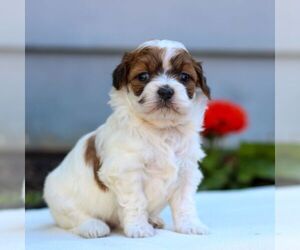 ShihPoo Puppy for sale in EAST EARL, PA, USA