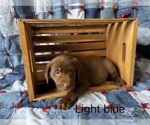 Labrador Retriever Puppy for sale in RUTHERFORDTON, NC, USA