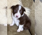 Small Photo #9 Border Collie Puppy For Sale in HORSESHOE BEND, ID, USA