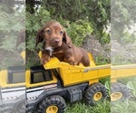 Small #2 Dachshund