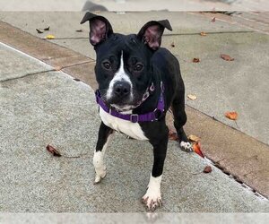 American Pit Bull Terrier-Unknown Mix Dogs for adoption in Alameda, CA, USA