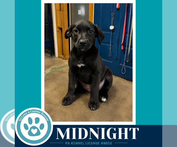 Medium Photo #3 Labrador Retriever-Unknown Mix Puppy For Sale in Kimberton, PA, USA