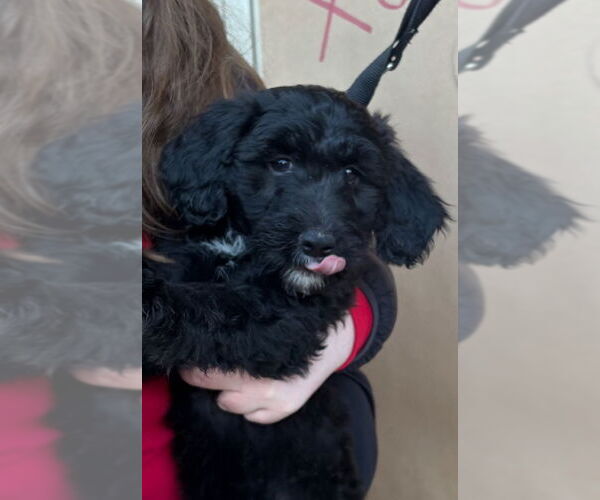 Medium Photo #5 Black Mouth Cur-Poodle (Standard) Mix Puppy For Sale in Grafton, WI, USA