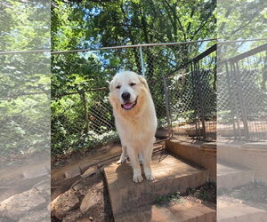 Great Pyrenees-Unknown Mix Dogs for adoption in Thomasville, NC, USA