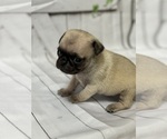 Small Photo #16 Pug Puppy For Sale in BRIDGEPORT, CT, USA