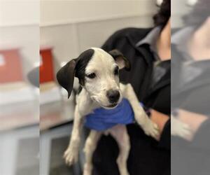 Labrador Retriever-Unknown Mix Dogs for adoption in Houston, TX, USA