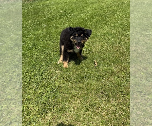 Medium Photo #1 Aussiedoodle Puppy For Sale in BEAVER FALLS, PA, USA