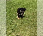 Small Aussiedoodle