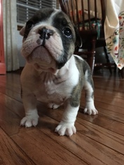 English Bulldog Puppy for sale in ROCKY POINT, NC, USA
