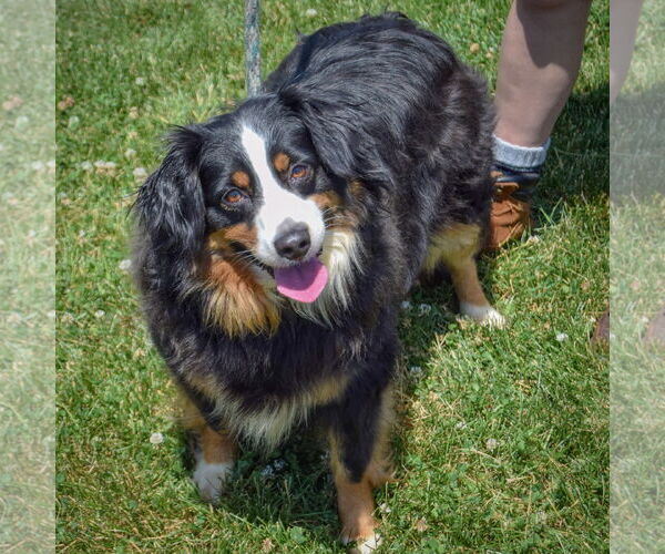 Medium Photo #4 Australian Shepherd Puppy For Sale in Huntley, IL, USA