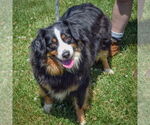 Small #3 Australian Shepherd
