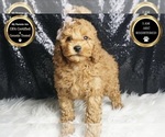 Small Photo #81 Poodle (Toy) Puppy For Sale in WARSAW, IN, USA