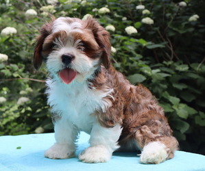 Cava-Tzu Puppy for Sale in THORP, Wisconsin USA