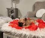 Small Photo #6 French Bulldog Puppy For Sale in WICHITA, KS, USA