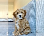 Small Goldendoodle (Miniature)