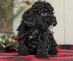 Small #1 Cockapoo (Miniature)