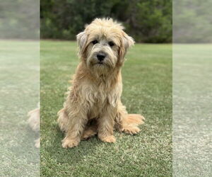 Unknown-Wheaten Terrier Mix Dogs for adoption in PIPE CREEK, TX, USA